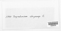 Hypomyces chrysospermus image